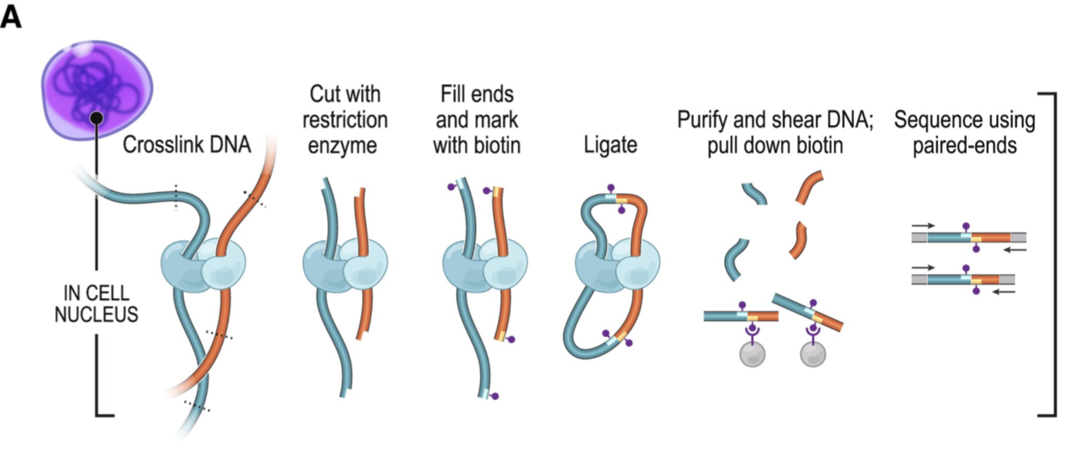 Rao et al. 2014 Fig. 1A