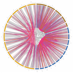 Macrosyntenic duplicated regions among three grass genomes